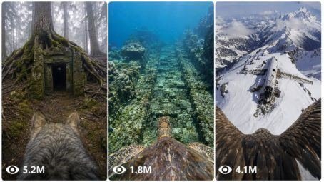 Animal POV Discovery