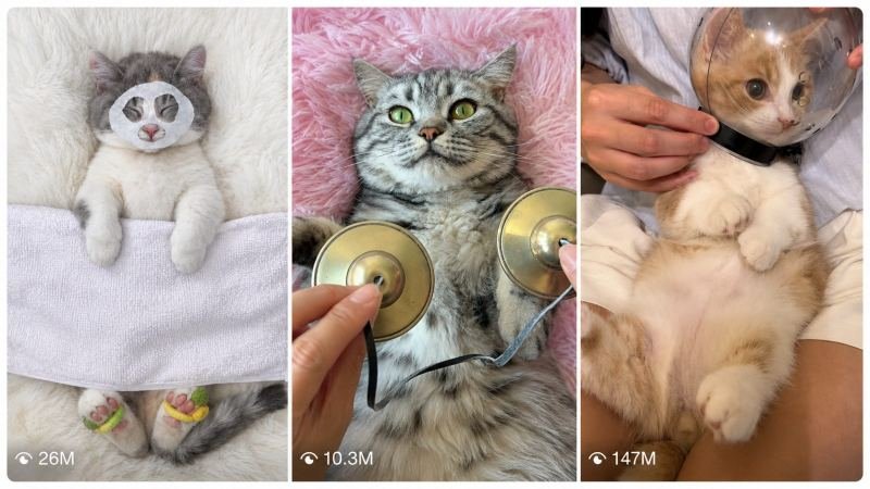 PET GROOMING + SPA + ASMR