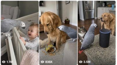 Seedance 2.0 Talking Parrot