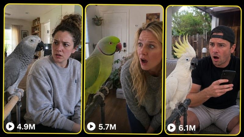 PARROT FUNNY TALK