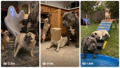 Seedance 2.0 Dogs Funny Bulldog Chihuahua and Pug